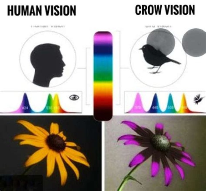 What does crow vision look like?