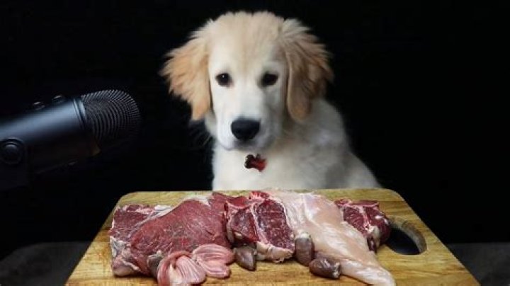 What does dog taste like?