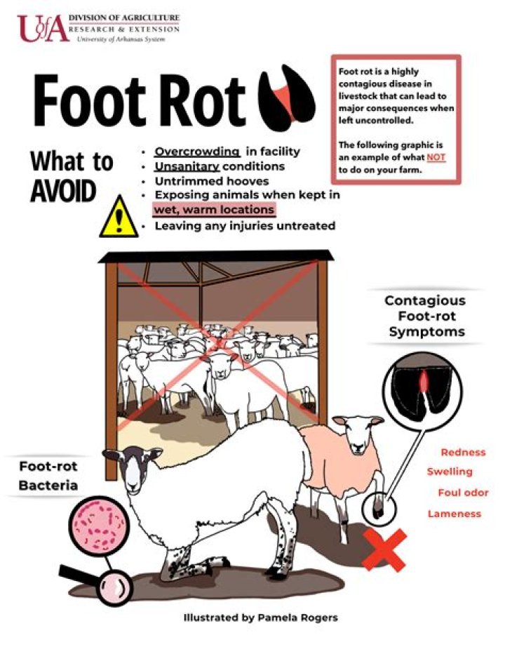 What does foot rot look like in humans?