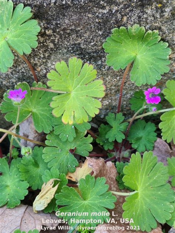 What does geranium symbolize?