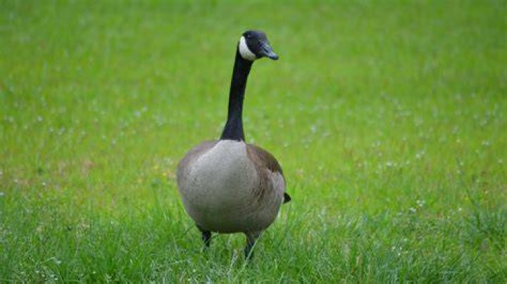 What does grape Kool-Aid do to geese?