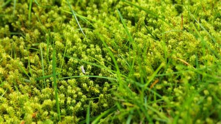 What does it mean if you have moss in your yard?