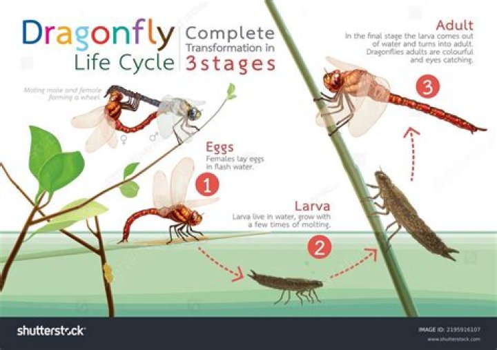 What does it mean when a lot of dragonflies in my yard?