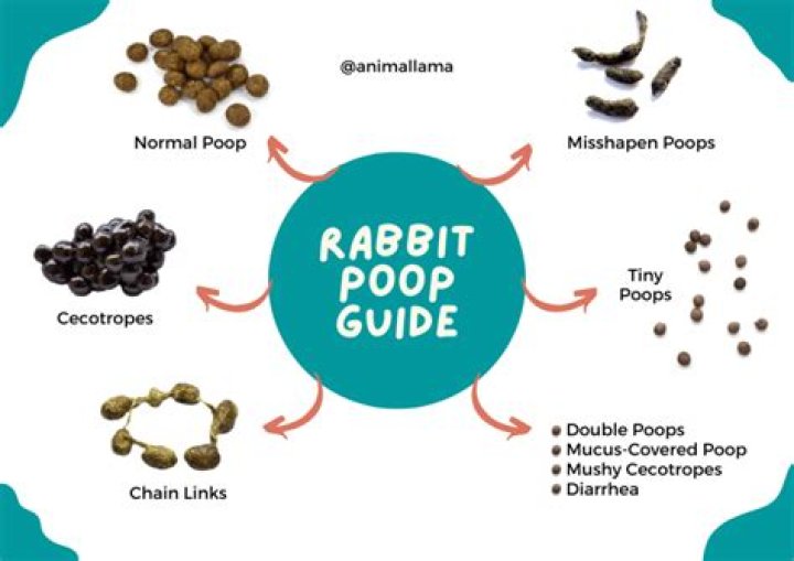 What does it mean when a rabbit comes to your house?