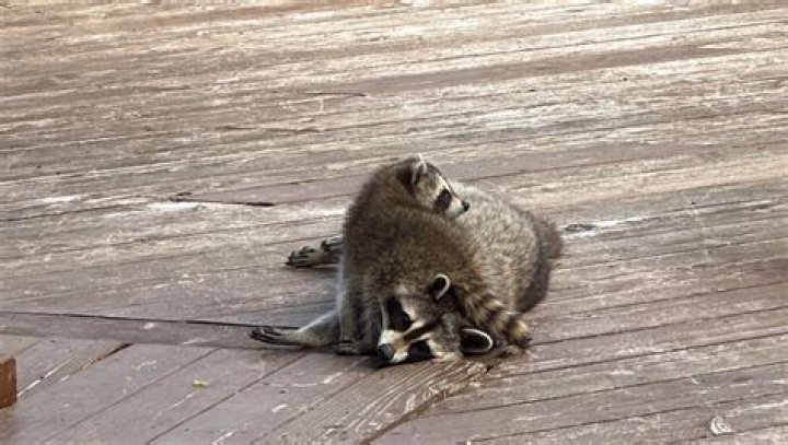 What does it mean when a raccoon stares at you?