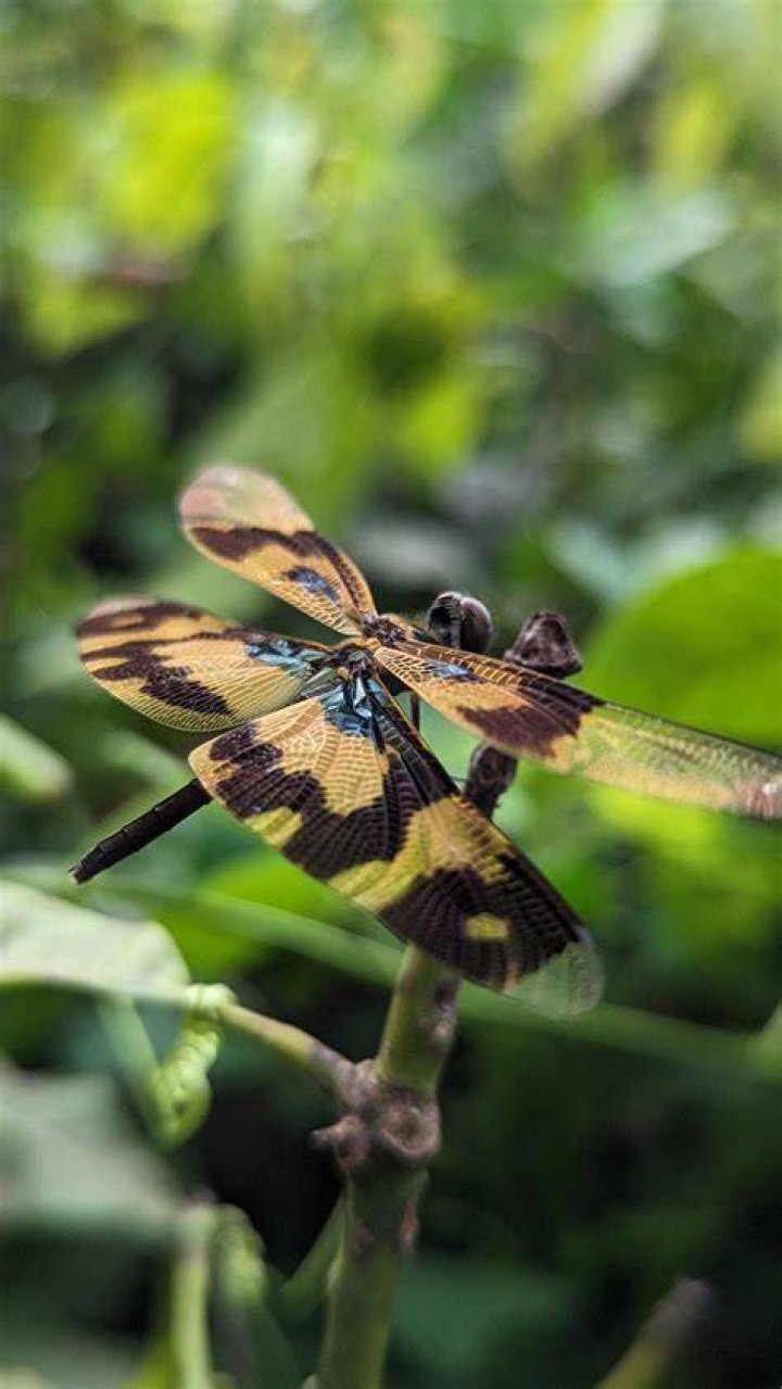 What does it mean when two dragonflies are stuck together?
