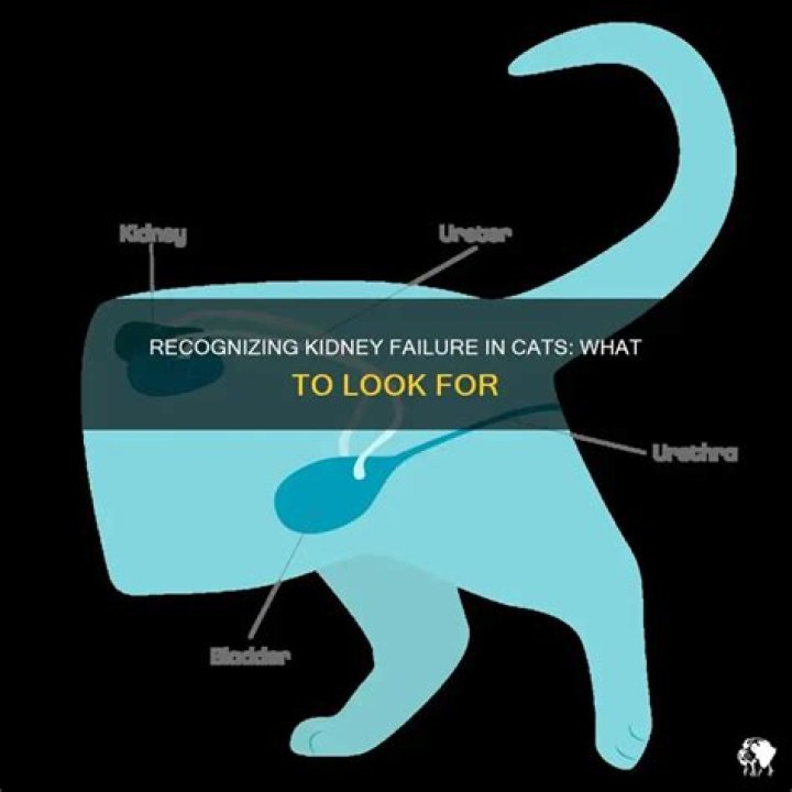 What does kidney failure look like in cats?