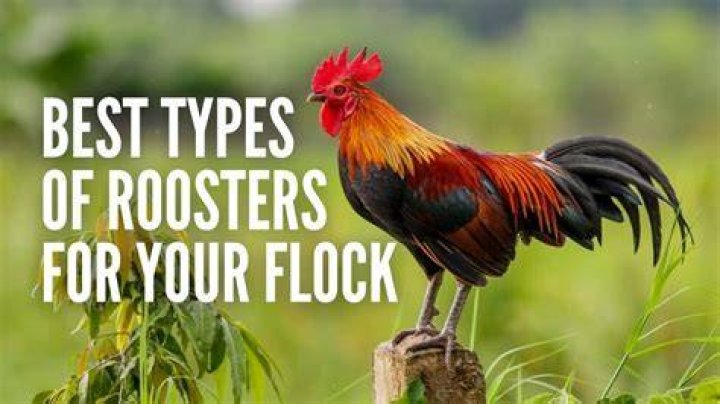 What does rooster taste like?