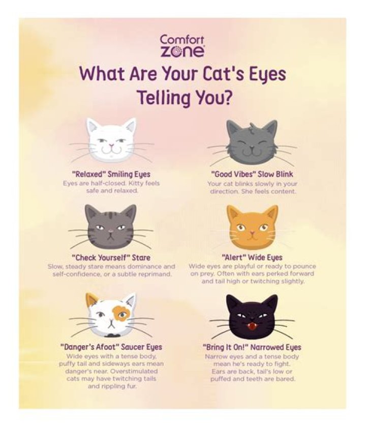 What does the cat symbolize in Bliss?