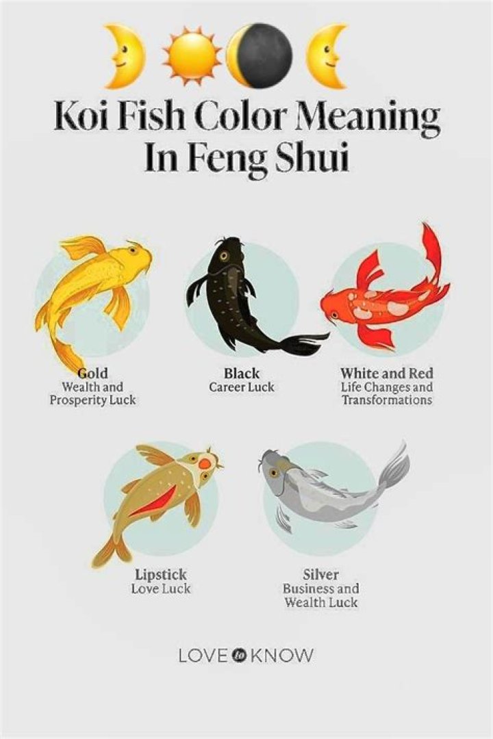 What does the color of koi fish mean?