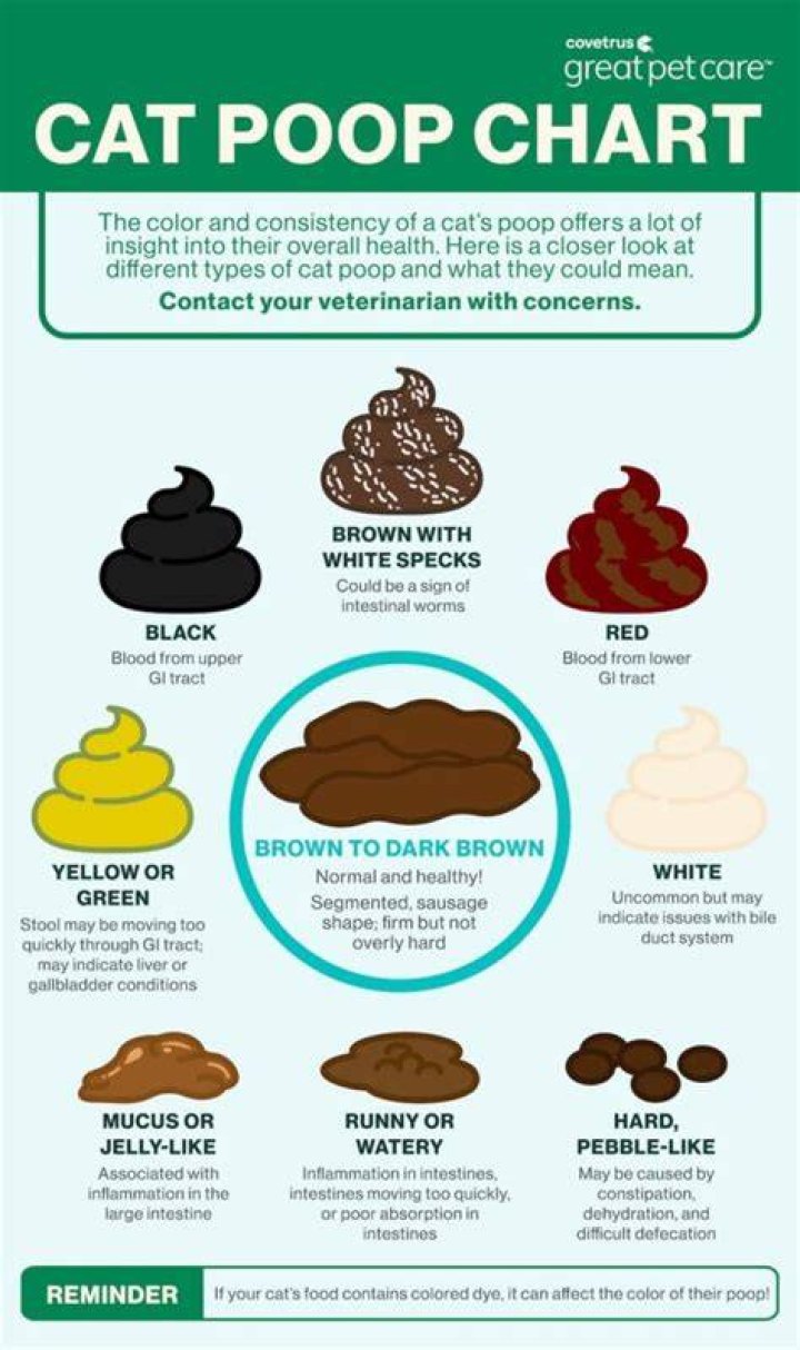 What does unhealthy cat poop look like?