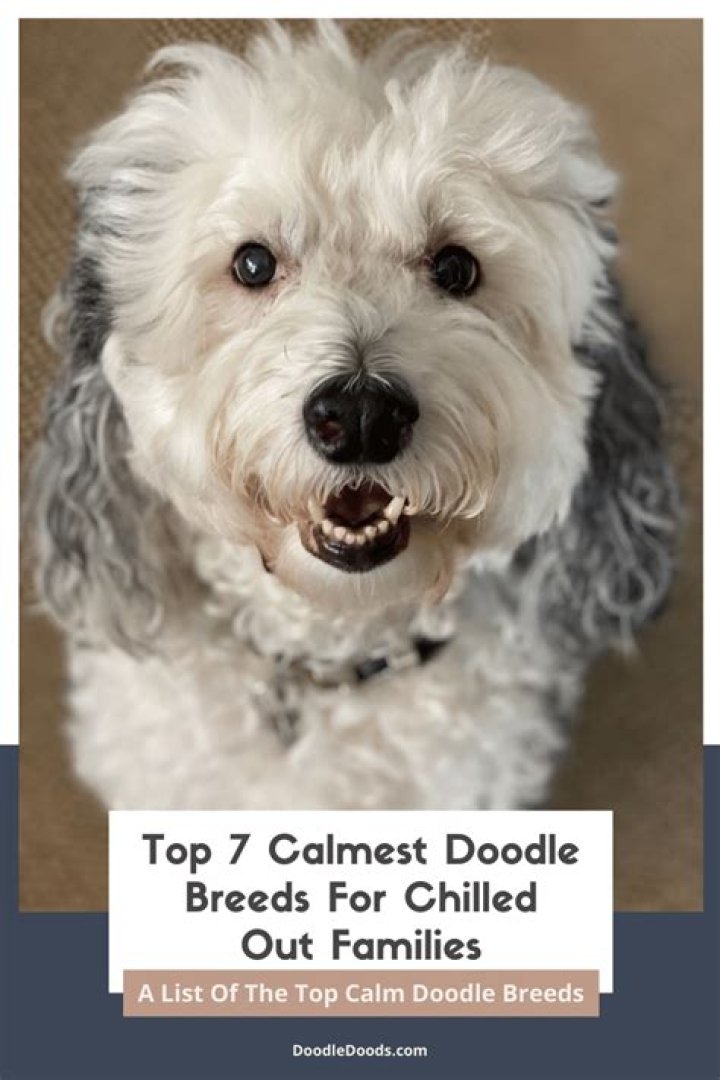 What doodle is the calmest?
