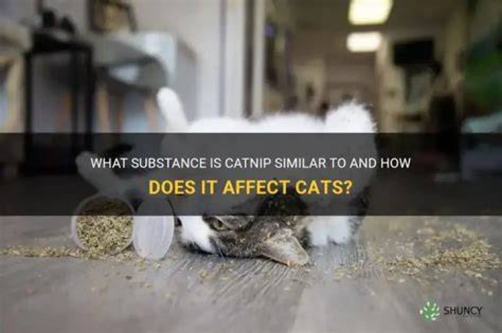 What drug is catnip like?