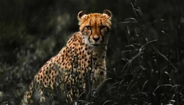 What eats a cheetah?