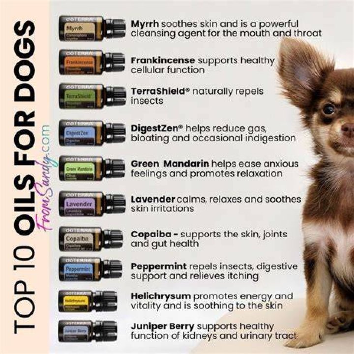 What essential oils are bad for dogs to breathe?