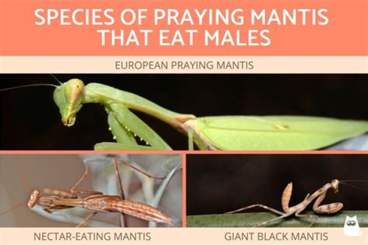 What females eat their mates?