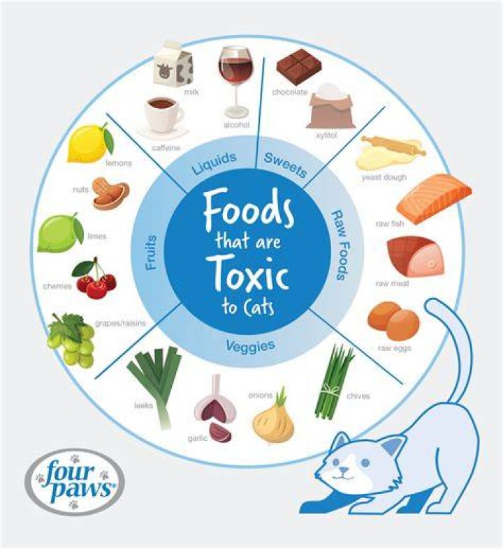 What foods do cats hate?