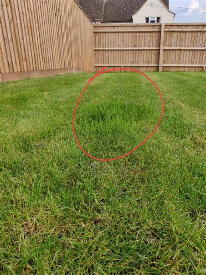 What grass Grows Faster Than Rest lawn?