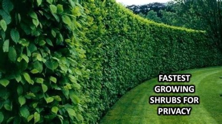 What grows fast and tall for privacy?