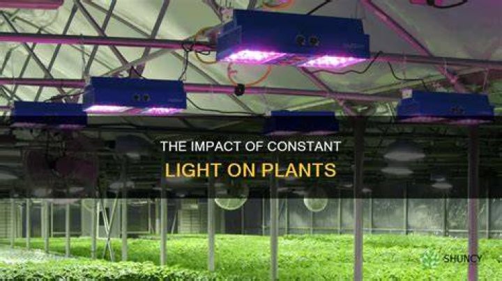 What happens if a plant gets 24 hours of light?