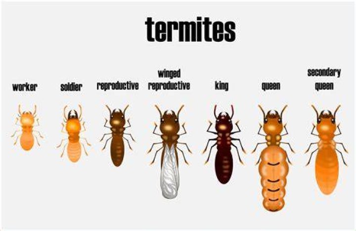 What happens if a termite king dies?