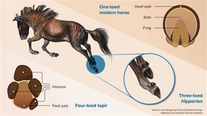 What happens if horses don't get salt?