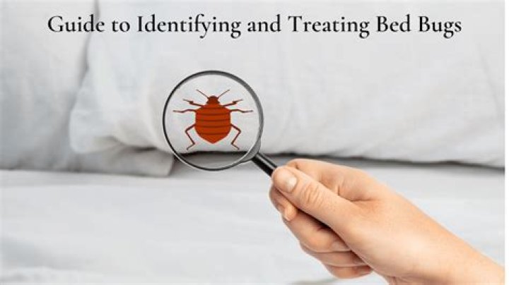 What happens if you don't treat bed bugs?