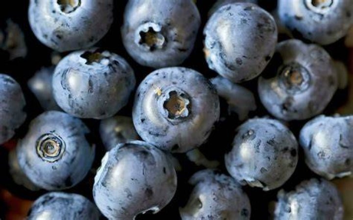 What happens if you eat a moldy blueberry?