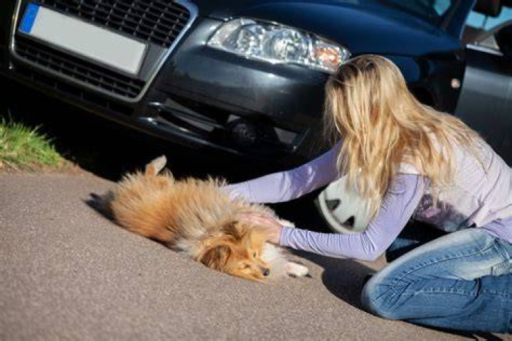 What happens if you hit a dog?