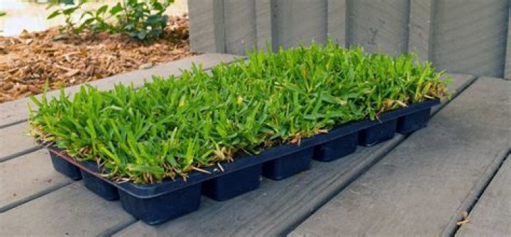 What happens if you let grass grow too long?