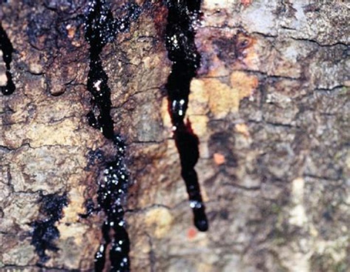 What happens to a tree's bleeding bark?