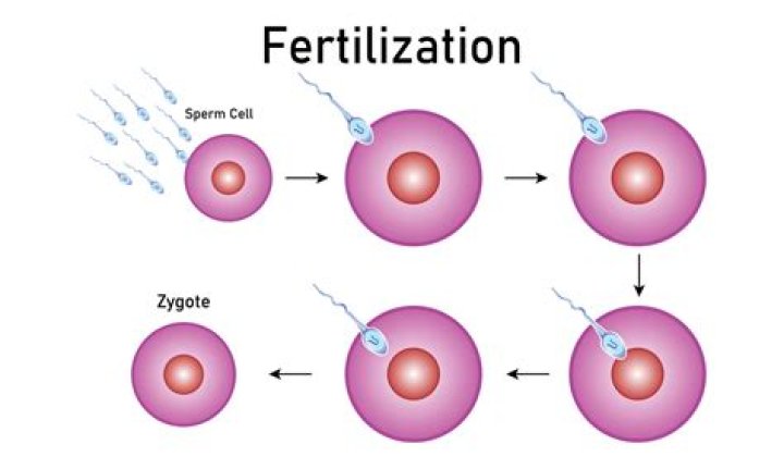What happens to sperm when it doesn't fertilize an egg?