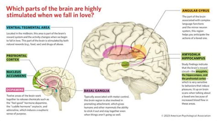 What happens to your brain when you delete social media?