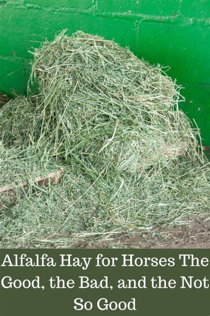 What hay is not good for horses?