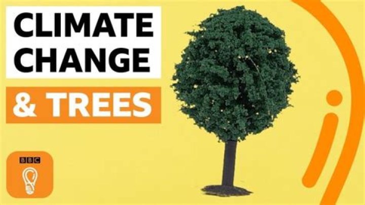 What if everyone planted a tree?