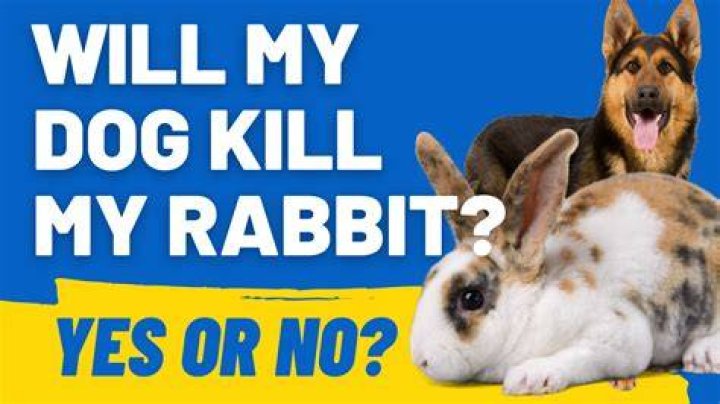 What if my dog killed a rabbit?
