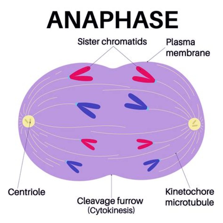 What important event is associated with anaphase I of meiosis?