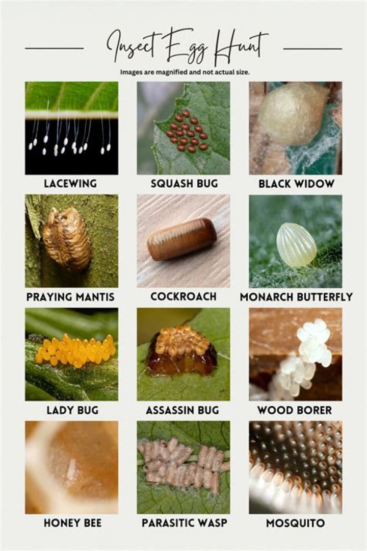 What insect makes honey Dew?