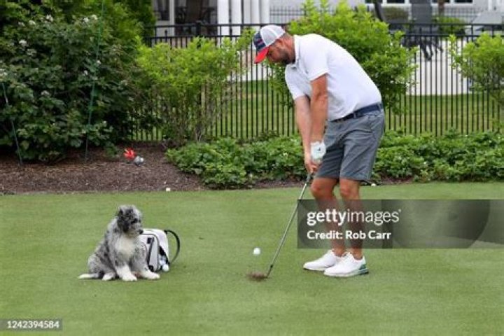 What is a dog license in golf?