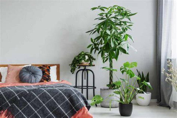 What is a good bedroom plant?