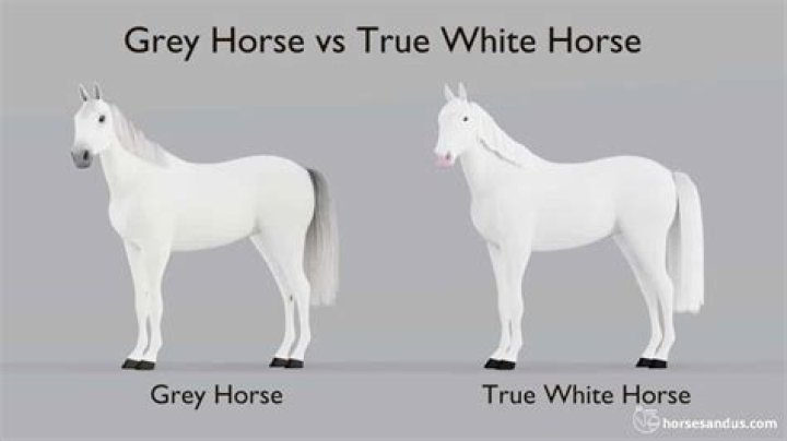 What is a grey horse called?