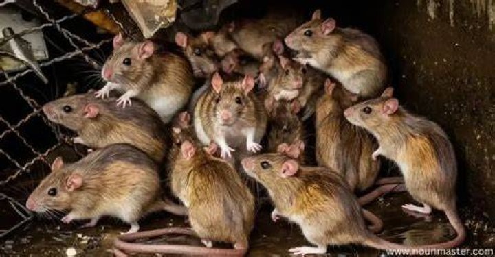 What is a group of rats called?