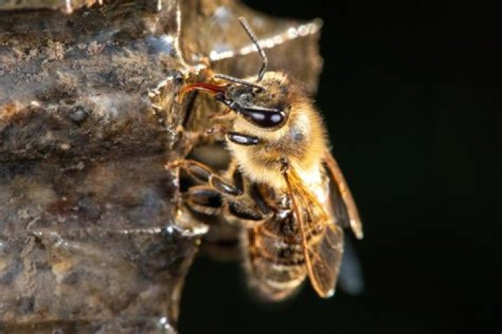 What is a messenger bee?