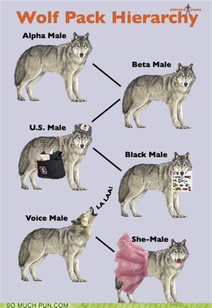 What is a omega wolf?