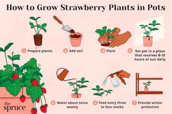 What is a purple strawberry?
