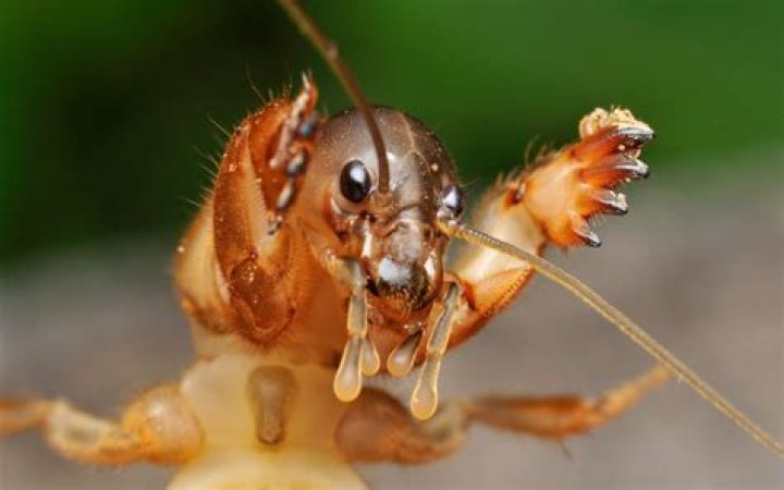 What is a sandgroper in WA?