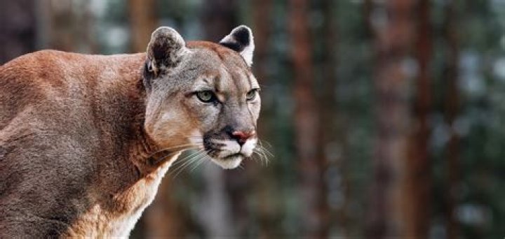 What is above a cougar?