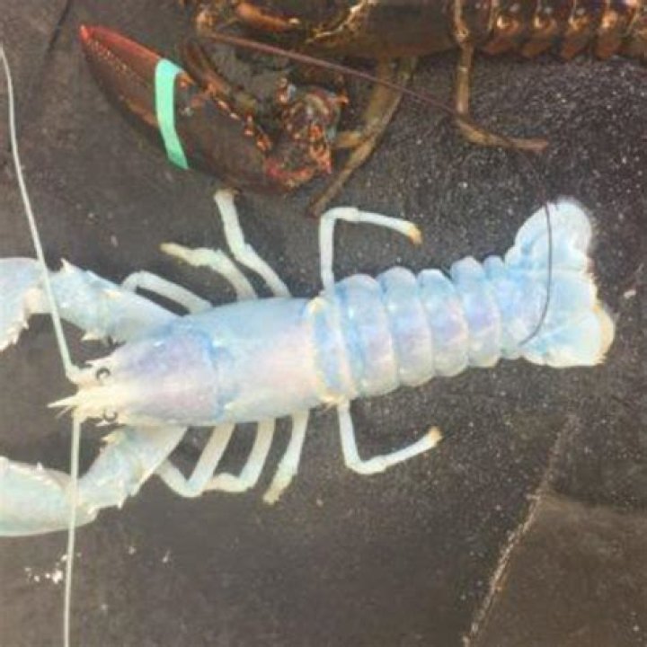 What is albino lobster?