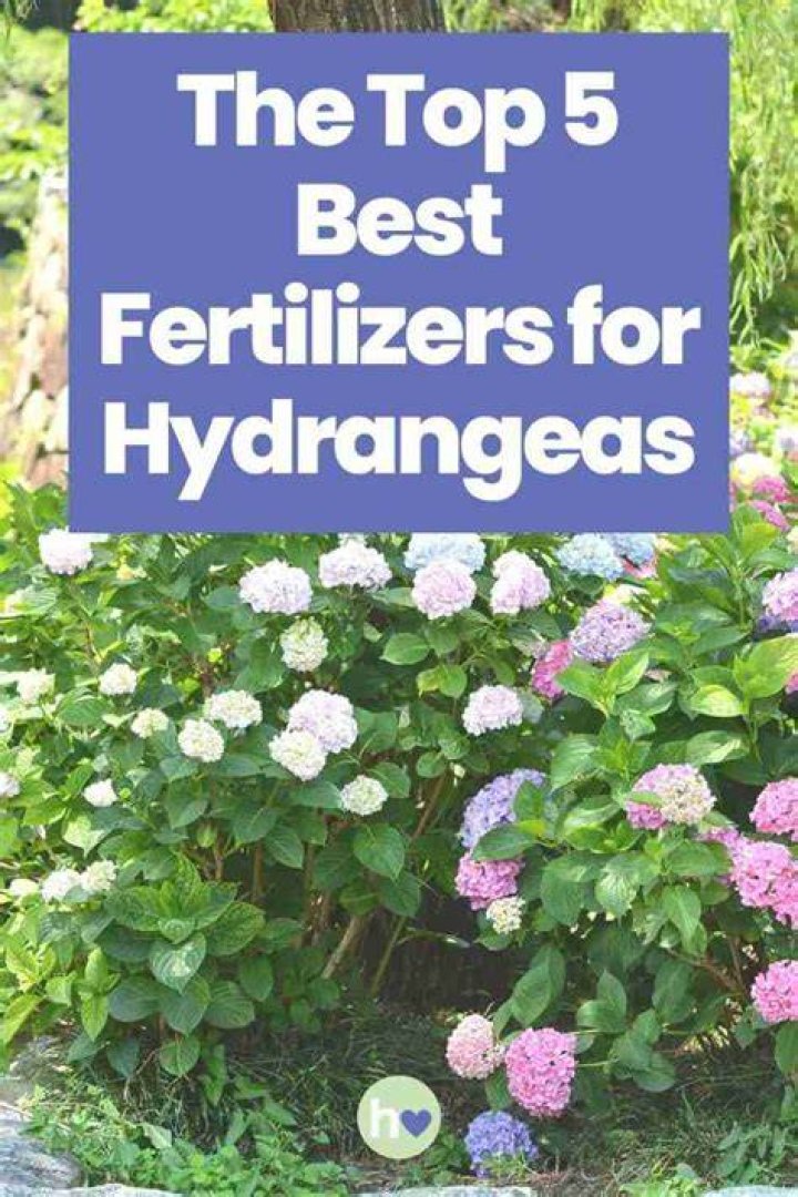What is best fertilizer for hydrangeas?