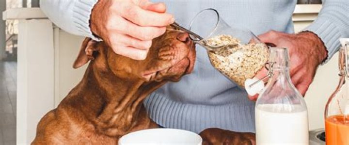 What is better for dogs rice or oatmeal?